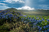 Azzorre, Isola Terceira - Le strade dell'isola sono contornate da siepi di ortensie (Hydrangea ortensis).